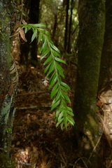 Tmesipteris sigmatifolia