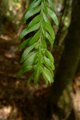 Tmesipteris sigmatifolia