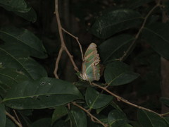 Philaethria dido
