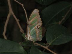 Philaethria dido