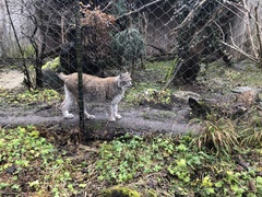 Lynx