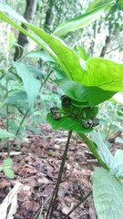 Tacca palmata