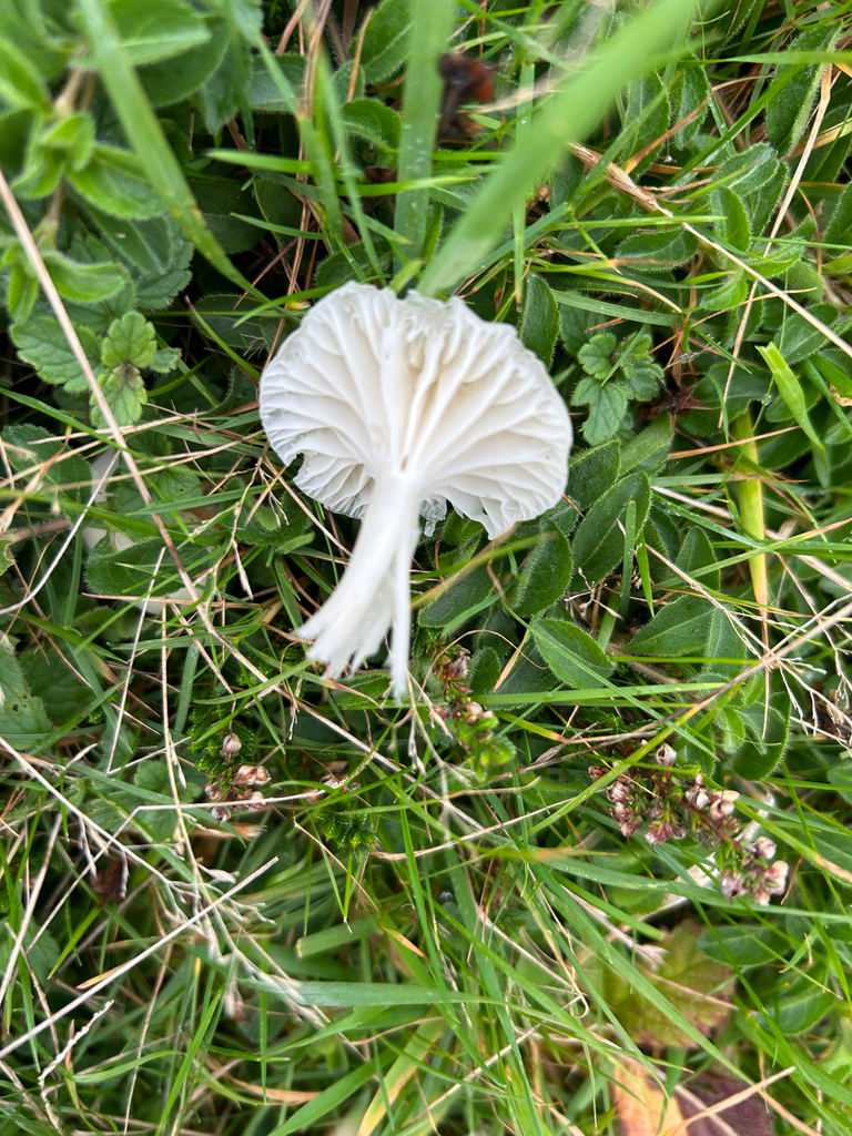 Cuphophyllus virgineus · November 2025 · photo: © dave_shenton (iNaturalist, cc0)