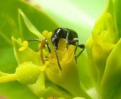 Anthelephila caerulea