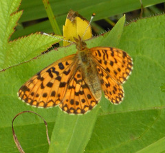 Boloria perryi