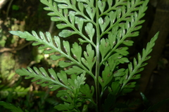 Asplenium appendiculatum maritimum