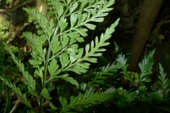 Asplenium appendiculatum maritimum