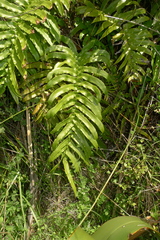 Blechnum triangularifolium