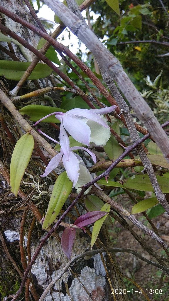 Dendrobium pierardii Roxb. ex Hook.