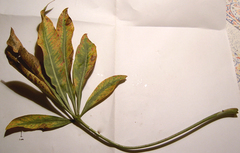 Cussonia thyrsiflora