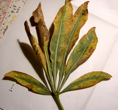 Cussonia thyrsiflora
