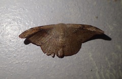 Oreta griseotincta