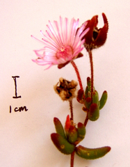 Drosanthemum striatum