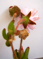 Drosanthemum striatum
