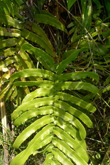 Blechnum triangularifolium