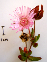 Drosanthemum striatum