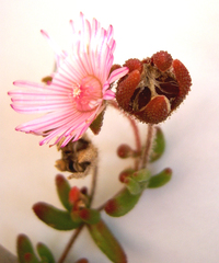 Drosanthemum striatum