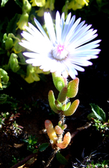 Drosanthemum striatum