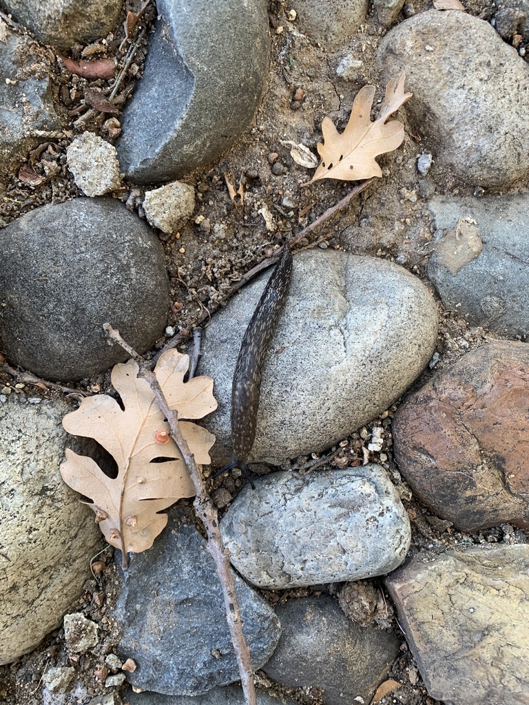 Yellow Cellar Slug from The Preserve at Creekside, Roseville, CA, US on ...