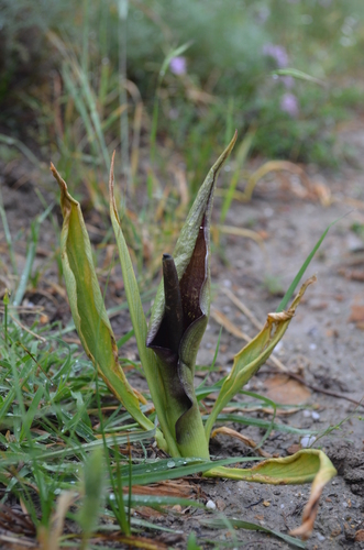 Eminium regelii