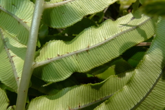 Blechnum triangularifolium