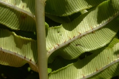 Blechnum triangularifolium