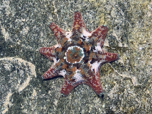 Carpet Sea Star, photo 8 of 10