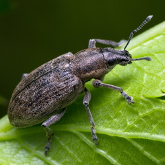 Tanymecus palliatus