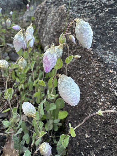 Mangle's sunray (Rhodanthe manglesii)