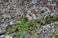 Thymus incertus