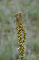 Eremurus tianschanicus