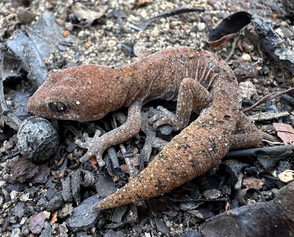 Speckled Stone Gecko