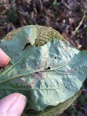 Puccinia arenariae