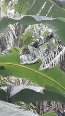 Callithrix geoffroyi