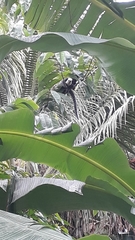 Callithrix geoffroyi