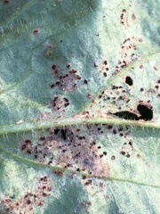 Puccinia arenariae