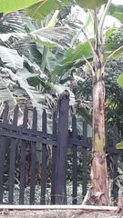 Callithrix geoffroyi