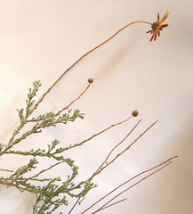 Ursinia discolor