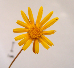 Ursinia discolor
