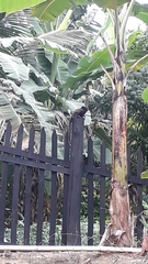 Callithrix geoffroyi