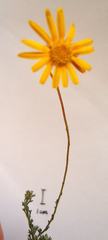 Ursinia discolor