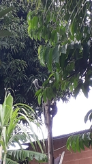 Callithrix geoffroyi