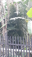 Callithrix geoffroyi