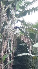 Callithrix geoffroyi