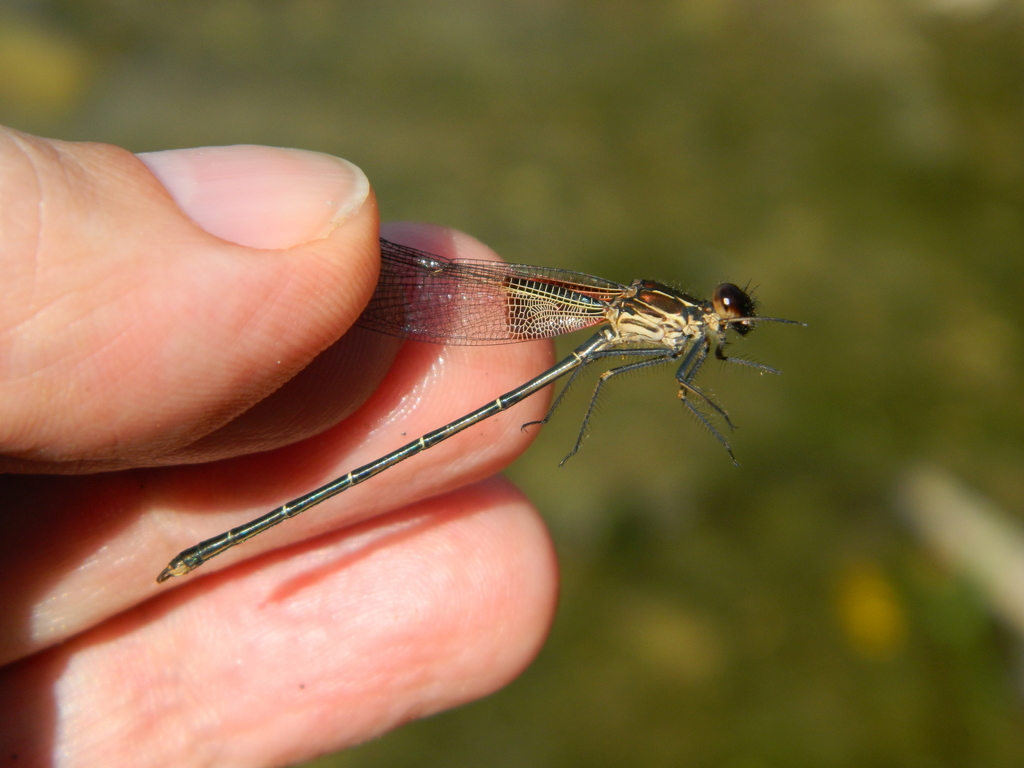 Hetaerina calverti