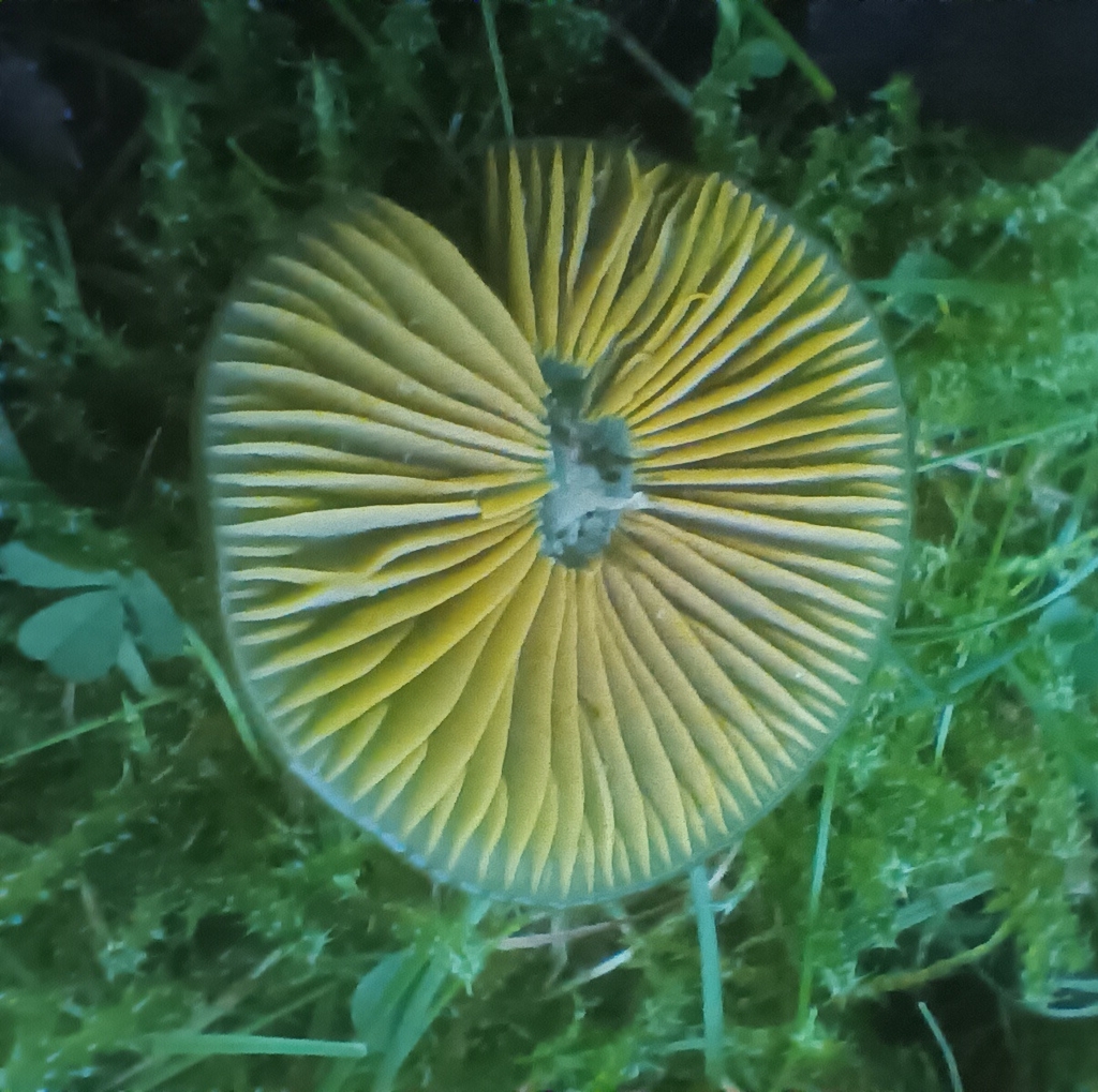 Gliophorus psittacinus · November 2025 · photo: © considerthelilies (iNaturalist, cc-by)