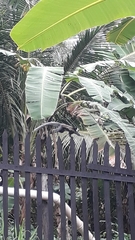 Callithrix geoffroyi