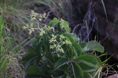 Cyphostemma lanigerum