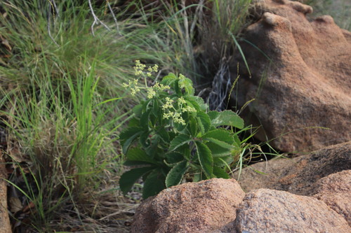 Cyphostemma lanigerum