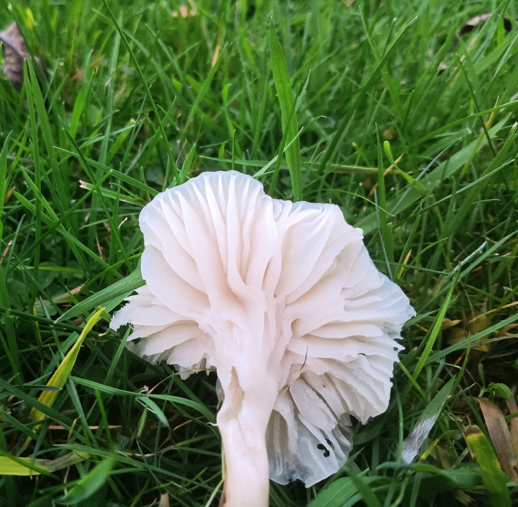 Cuphophyllus virgineus · November 2025 · photo: © considerthelilies (iNaturalist, cc-by)